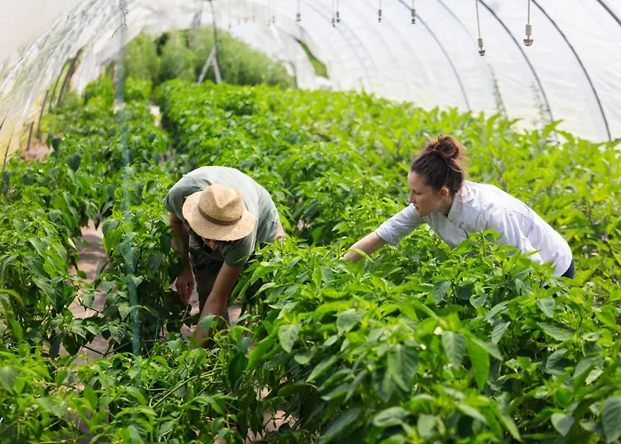 Restaurant Les Glycines